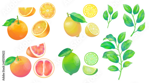 Citruses and branches of citrus set isolated on white background. Сolorful orange, grapefruit, lemon and lime whole and cut.