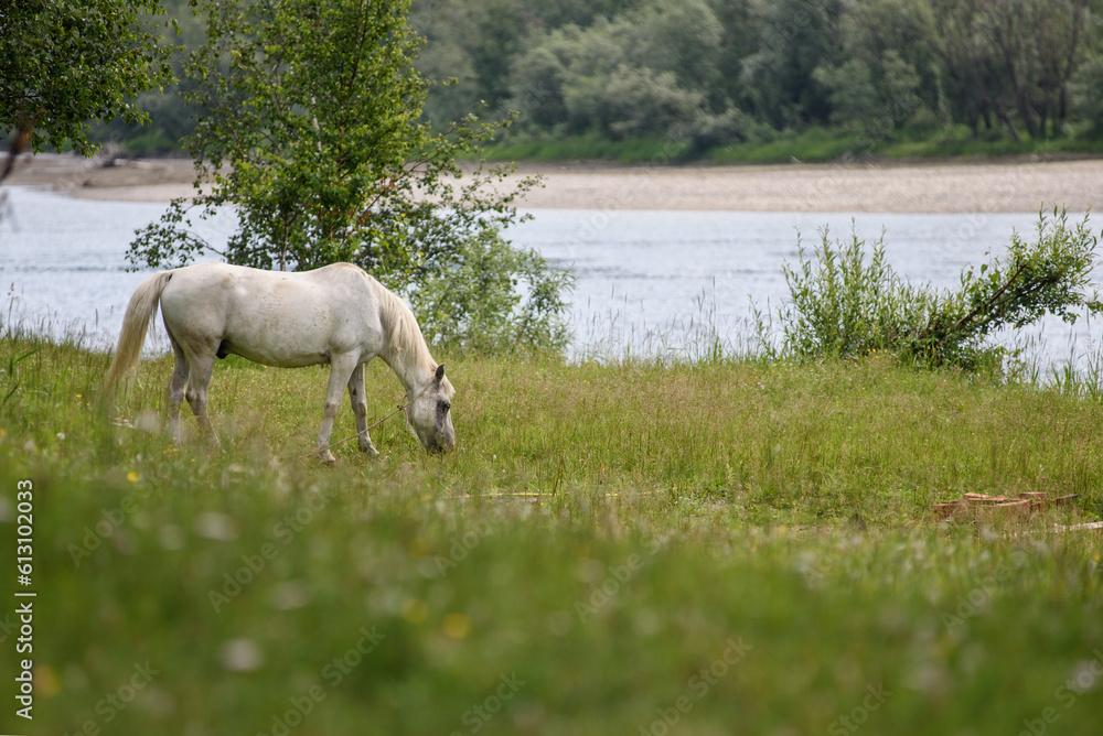 Fototapeta premium the horse eats grass near the river.