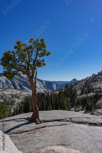 pine tree in the mountains