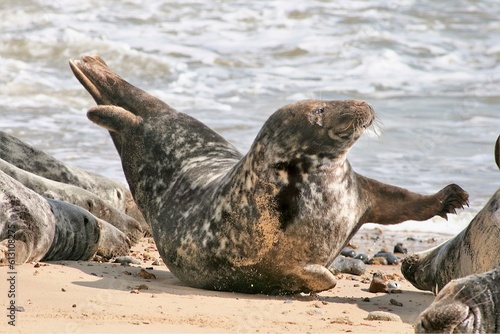 Grey Seal 