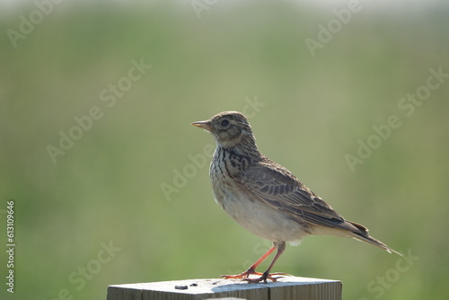 Eurasian skylark (Alauda arvensis)