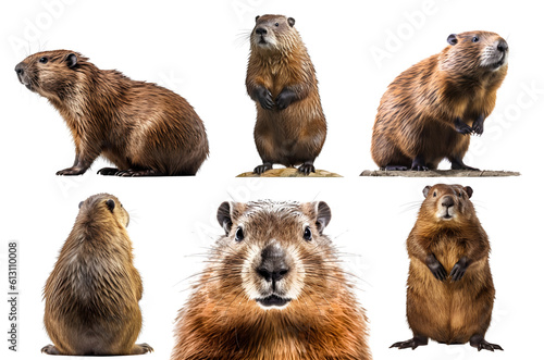 Beaver, many angles and view portrait side back head shot isolated on transparent background cutout , PNG file © Sandra Chia