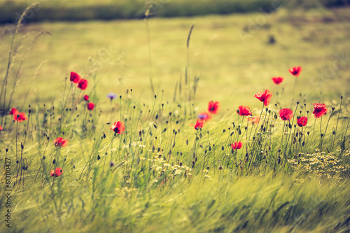 Roter Mohn blüht im Weizenfeld und wiegt sich im Wind. Dynamische Bewegunsunschärfe.
