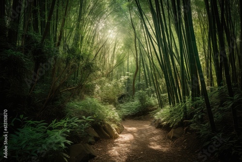 Sunlight in the bamboo forest