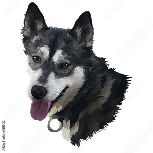 alaskan malamute dog