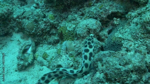 Cute Spotted Snake Eel looking for food on the reef.
