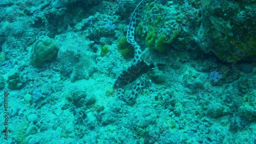 Rare footage of a sea snake with a fish.