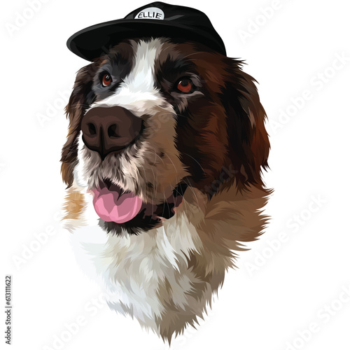 bernese mountain dog