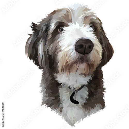 american cocker spaniel