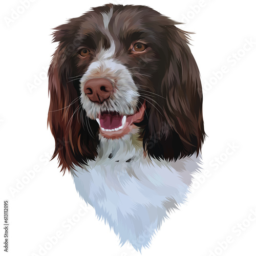 cavalier king charles spaniel