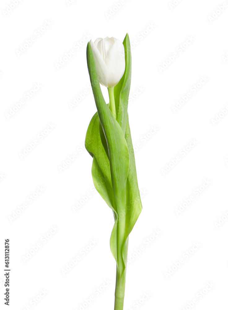 One beautiful delicate tulip isolated on white One beautiful delicate tulip isolated on white