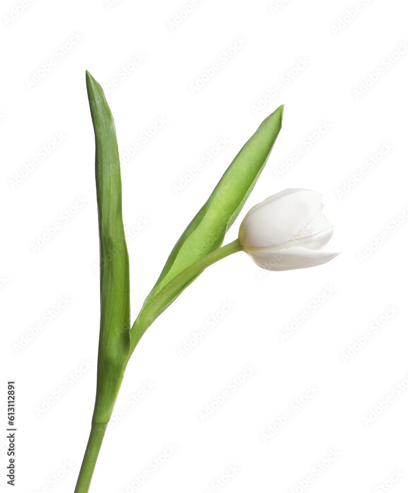 One beautiful delicate tulip isolated on white One beautiful delicate tulip isolated on white