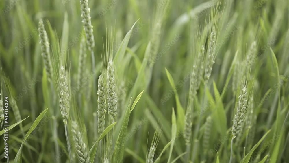 Juicy fresh ears of young green wheat on nature in spring summer field close-up of macro with free space for text. High quality photo Juicy fresh ears of young green wheat on nature in spring summer field close-up of macro with free space for text. High quality photo