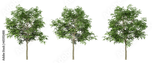 Fraxinus excelsior trees on transparent background, png tree, green landscape, 3d render illustration. photo