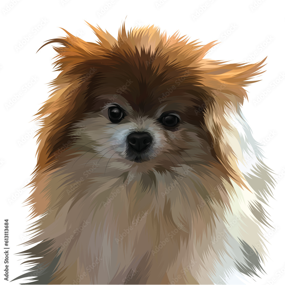pomeranian dog portrait pomeranian dog portrait
