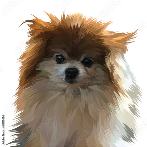 pomeranian dog portrait