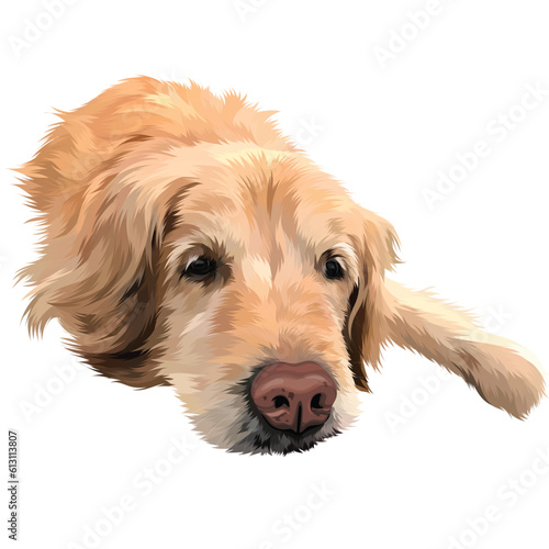 golden retriever dog