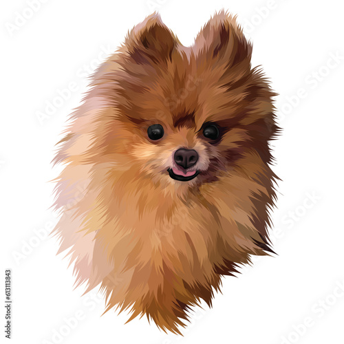 pomeranian dog isolated on white