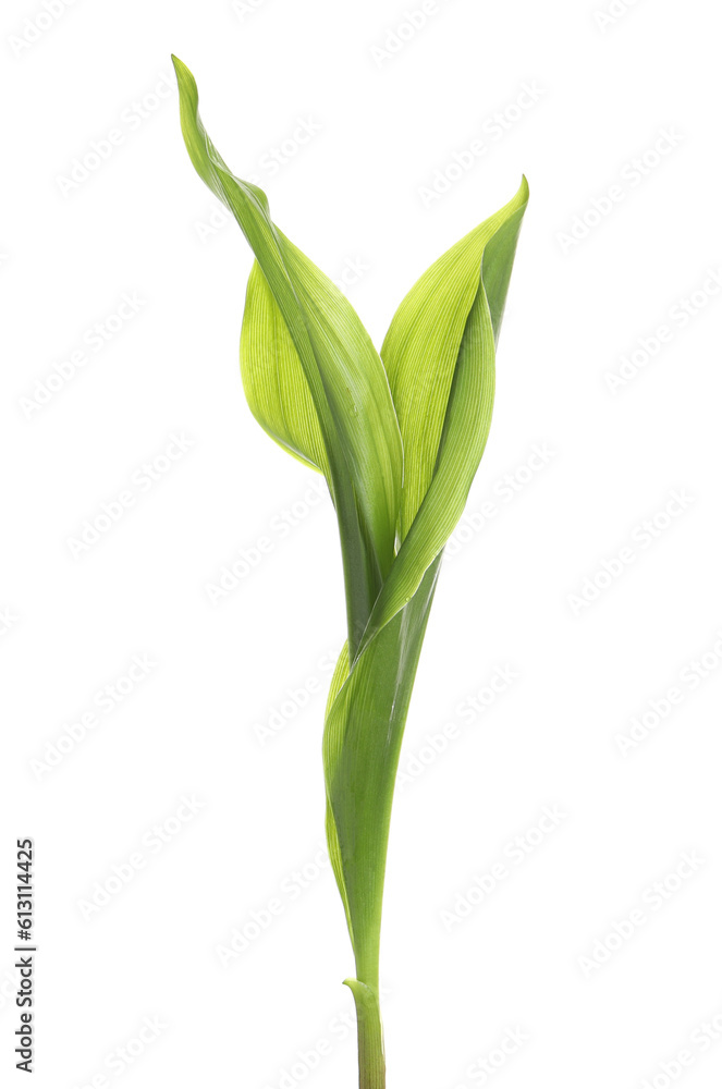 Beautiful lily of the valley leaves on white background Beautiful lily of the valley leaves on white background