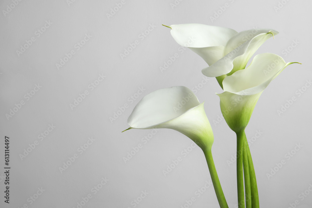 Beautiful calla lily flowers on white background. Space for text Beautiful calla lily flowers on white background. Space for text