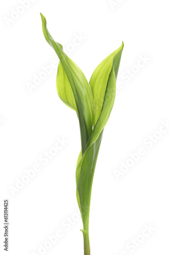 Wallpaper Mural Beautiful lily of the valley leaves on white background Torontodigital.ca