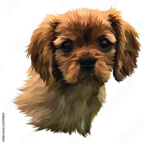 cavalier king charles spaniel