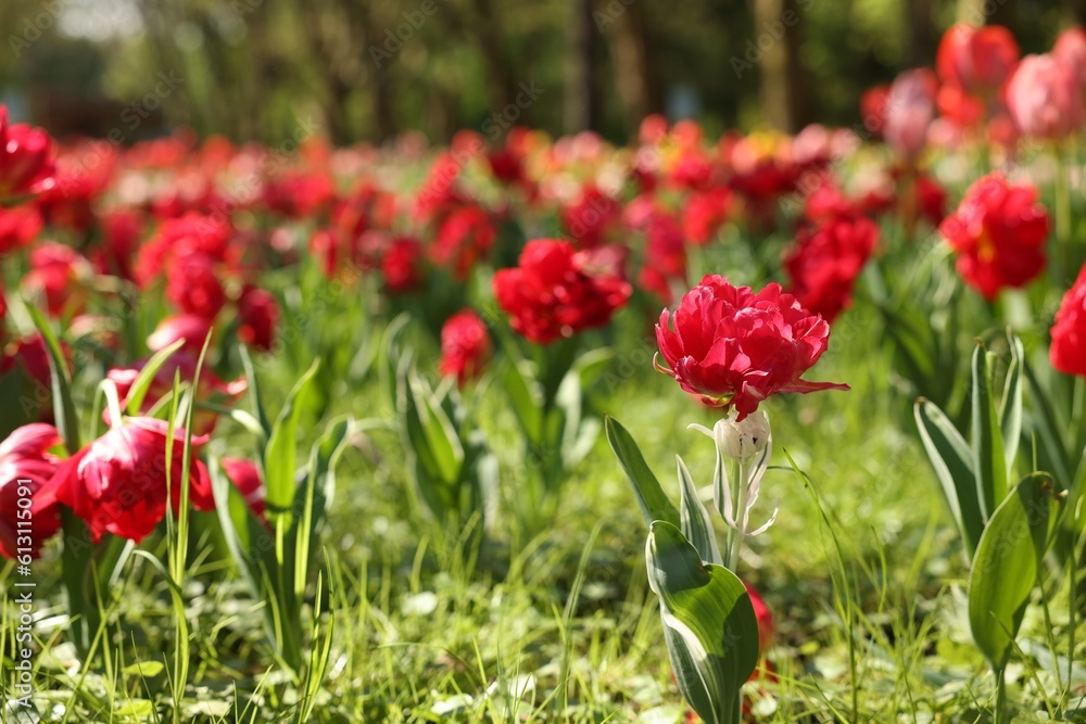 Beautiful red tulips growing outdoors on sunny day Beautiful red tulips growing outdoors on sunny day