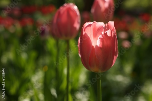 Beautiful pink tulips growing outdoors, closeup. Space for text