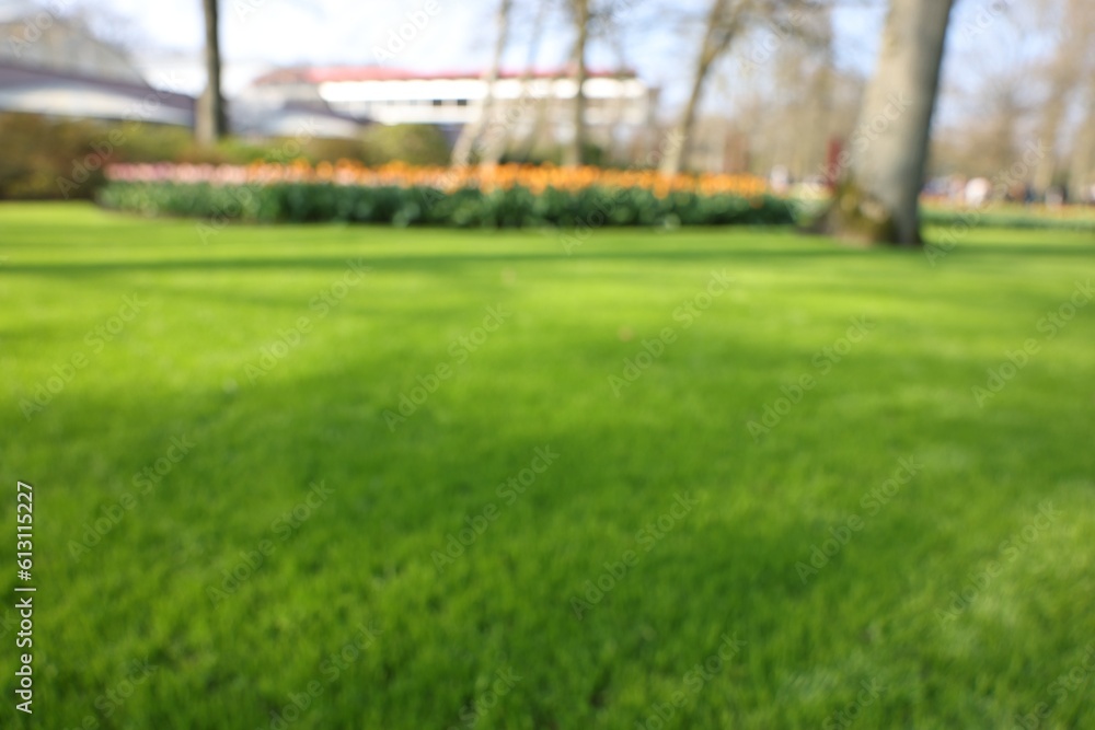 Blurred view of beautiful park on sunny day Blurred view of beautiful park on sunny day