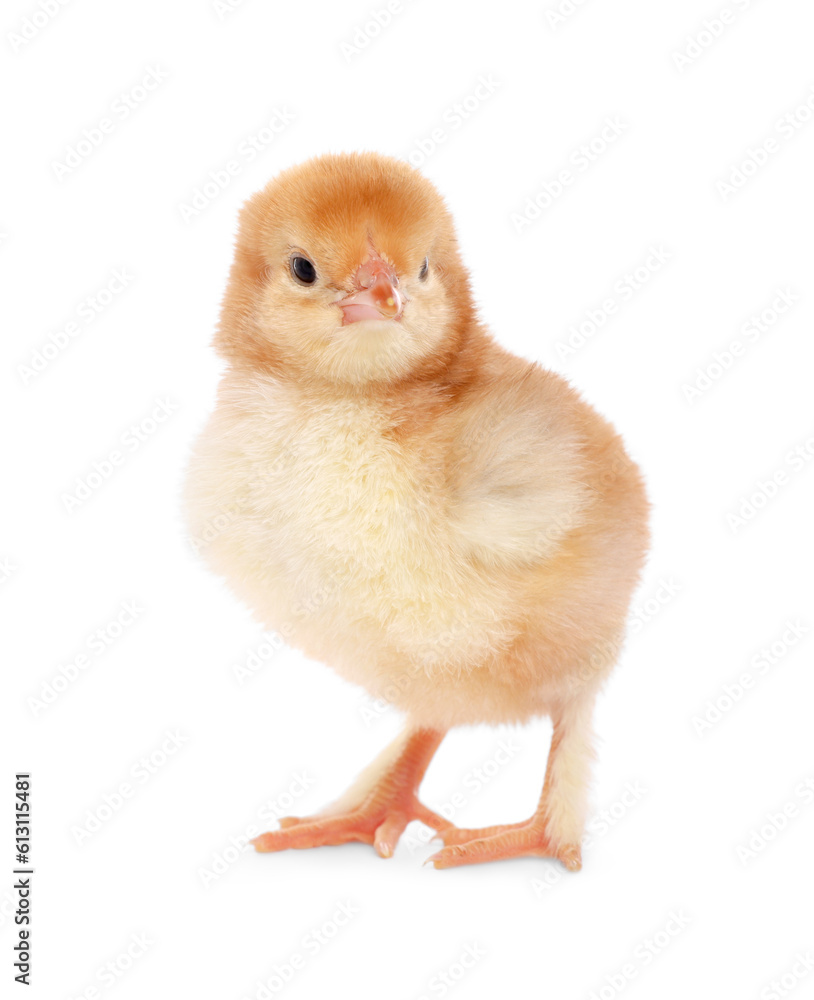 Fototapeta premium Cute fluffy baby chicken on white background