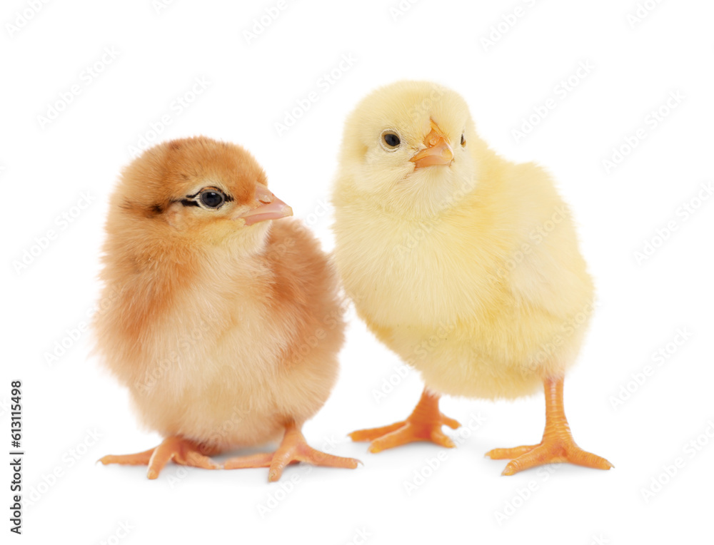 Two cute fluffy baby chickens on white background