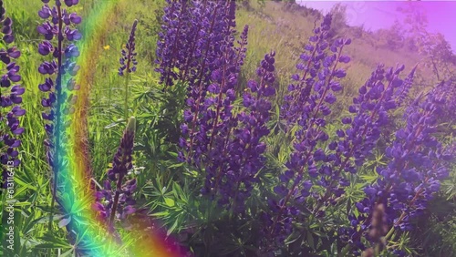 lupines blooming rainbow light, 4k video background your