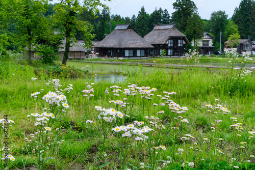 田んぼの花