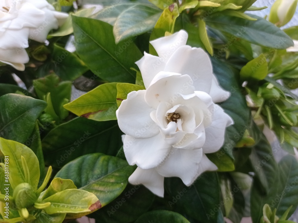 white flowers white flowers