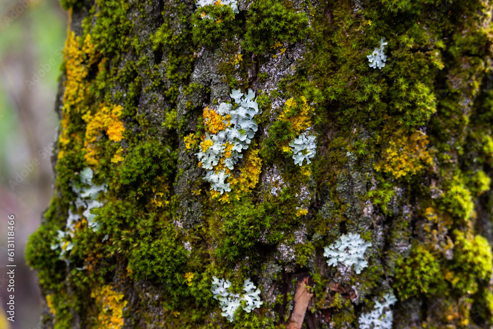 Colorful moss on the bark of a tree in the forest