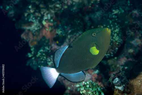 Pesce balestra con la coda rossa, Melichthys vidua, con coralli sullo sfondo photo