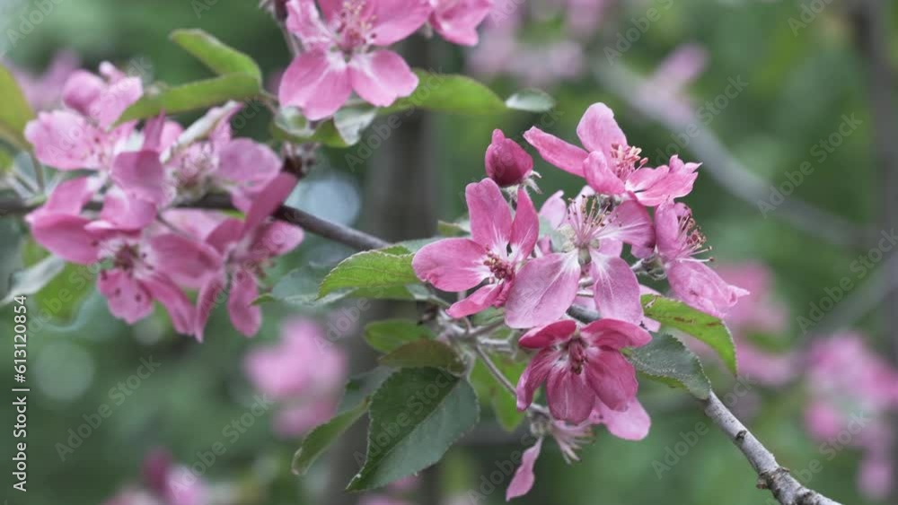 Flowering trees in the spring. Selective focus. spring background Flowering trees in the spring. Selective focus. spring background