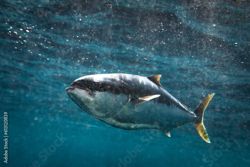Yellowtail kingfish swimming in blue ocean water © Nautilus Creative