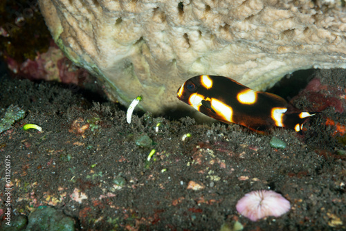 forma giovanile di Plectorhinchus lineatus su sabbia vulcanica, isola di Bali, Indonesia	
