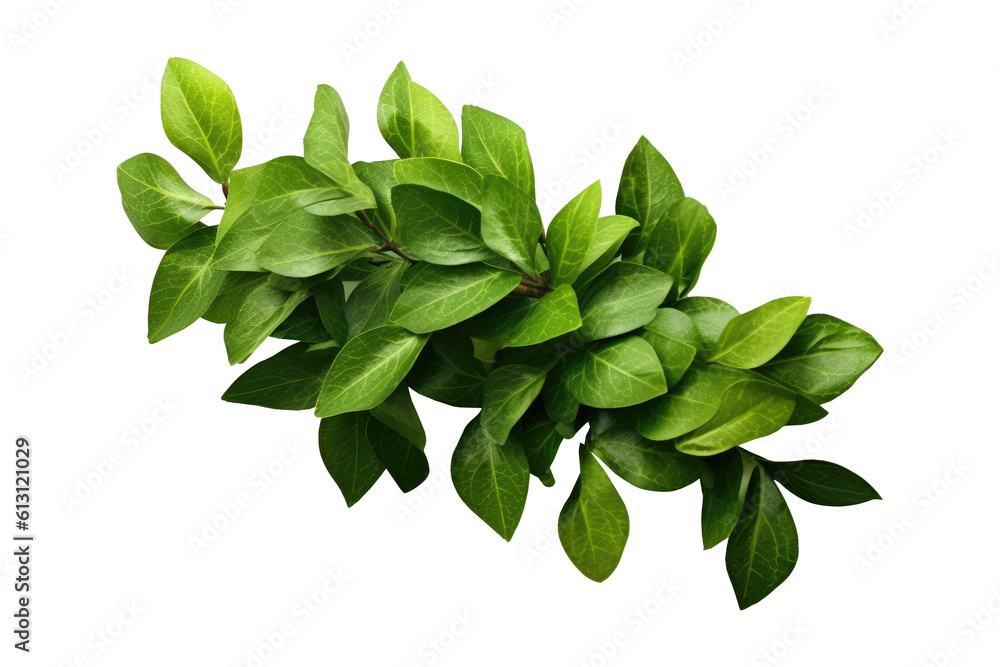 Fototapeta premium Bunch of green leaves for decorative artwork isolated on transparent background.generative Ai 