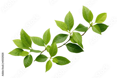 Bunch of green leaves for decorative artwork isolated on transparent background.generative Ai 