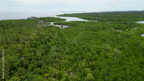 Aerial dolly over mangrove forest of balabac palawan island by the ocean photo