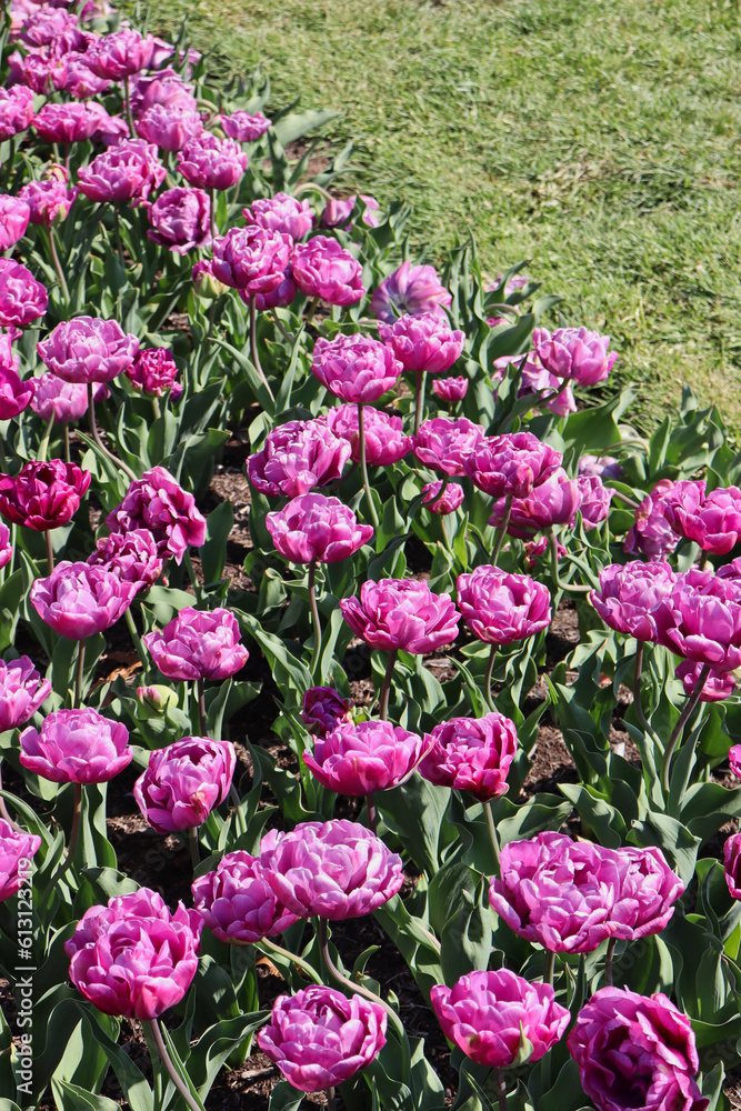 Field of beautiful purple Didier’s tulips Field of beautiful purple Didier’s tulips