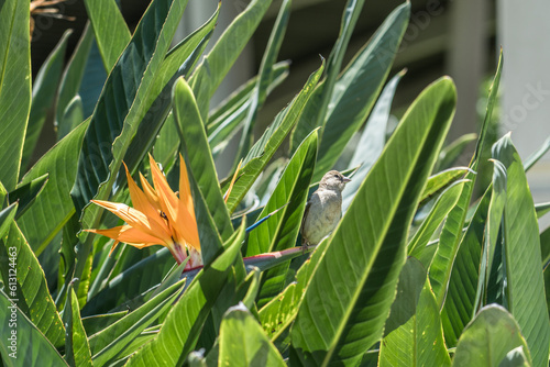 Strelitzia reginae, commonly known as the crane flower, bird of paradise, or isigude in Nguni. Pearl Harbor Visitor Center, Honolulu, Oahu, Hawaii photo