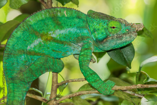 Parson's chameleon (Calumma parsonii) in the wild