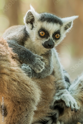 Ring tailed lemur (Lemur catta) in the wild © Daniel Jara