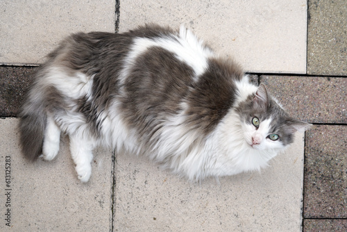 Aufnahme von oben von einer Norwegischen Waldkatze mit weißem und grauem Pelz, die in die Kamera schaut