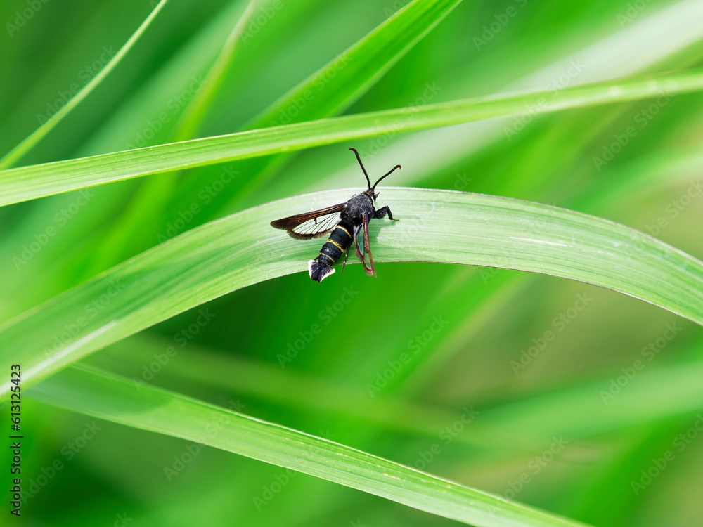 Naklejka premium ヒメアトスカシバ