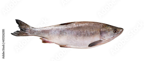 Top view of raw rainbow trout isolated on white background with clipping path. Full Depth of field. Focus stacking. PNG