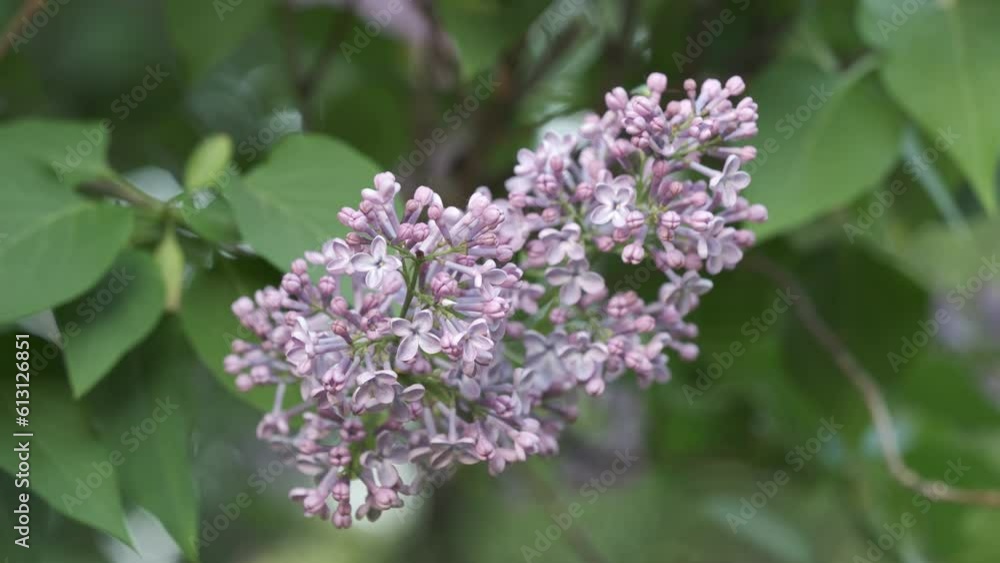 Flowering lilac trees in the spring. Selective focus. spring background Flowering lilac trees in the spring. Selective focus. spring background